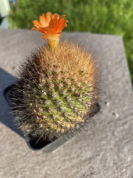 Parodia spec. orange